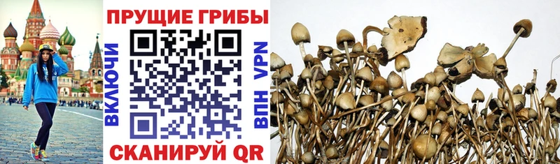 Псилоцибиновые грибы Psilocybe  Нижние Серги 
